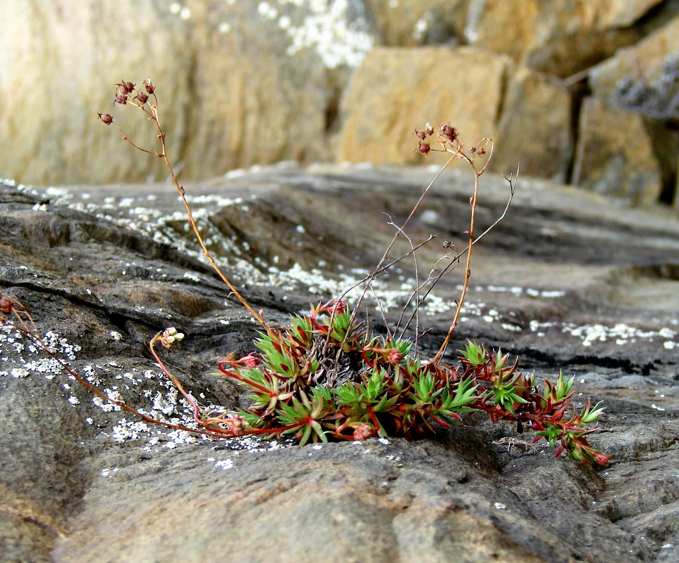 Изображение особи Saxifraga spinulosa.