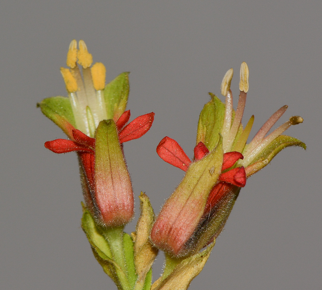 Image of Melianthus comosus specimen.