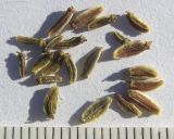 Image of taxon representative. Author is Сергей Банкетов
