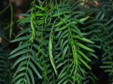 Prosopis juliflora