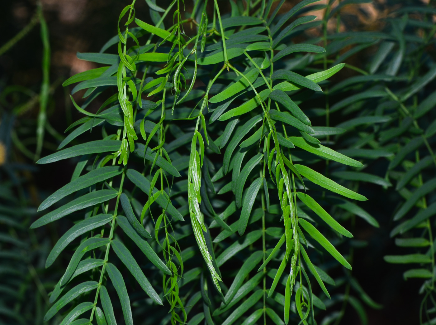 Image of Prosopis juliflora specimen.