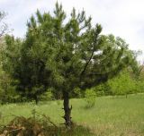Pinus pallasiana