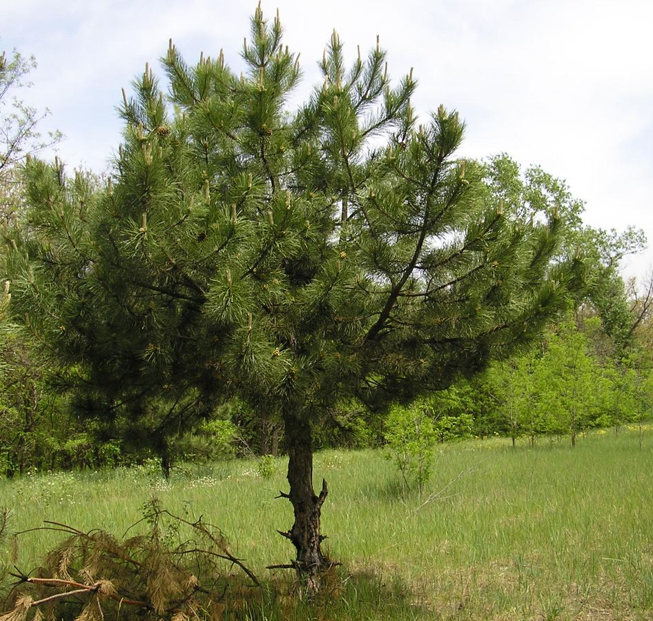 Изображение особи Pinus pallasiana.