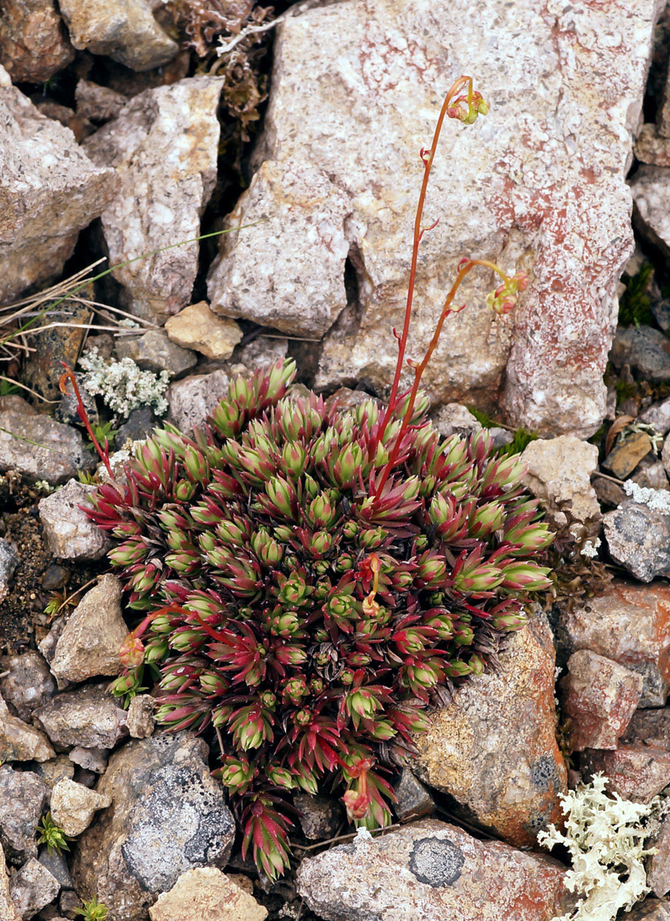 Изображение особи Saxifraga spinulosa.