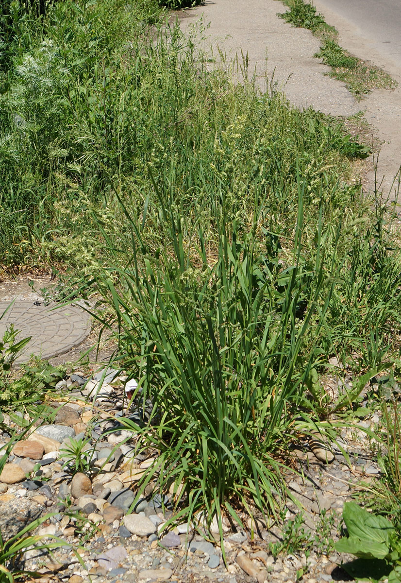 Image of Dactylis glomerata specimen.