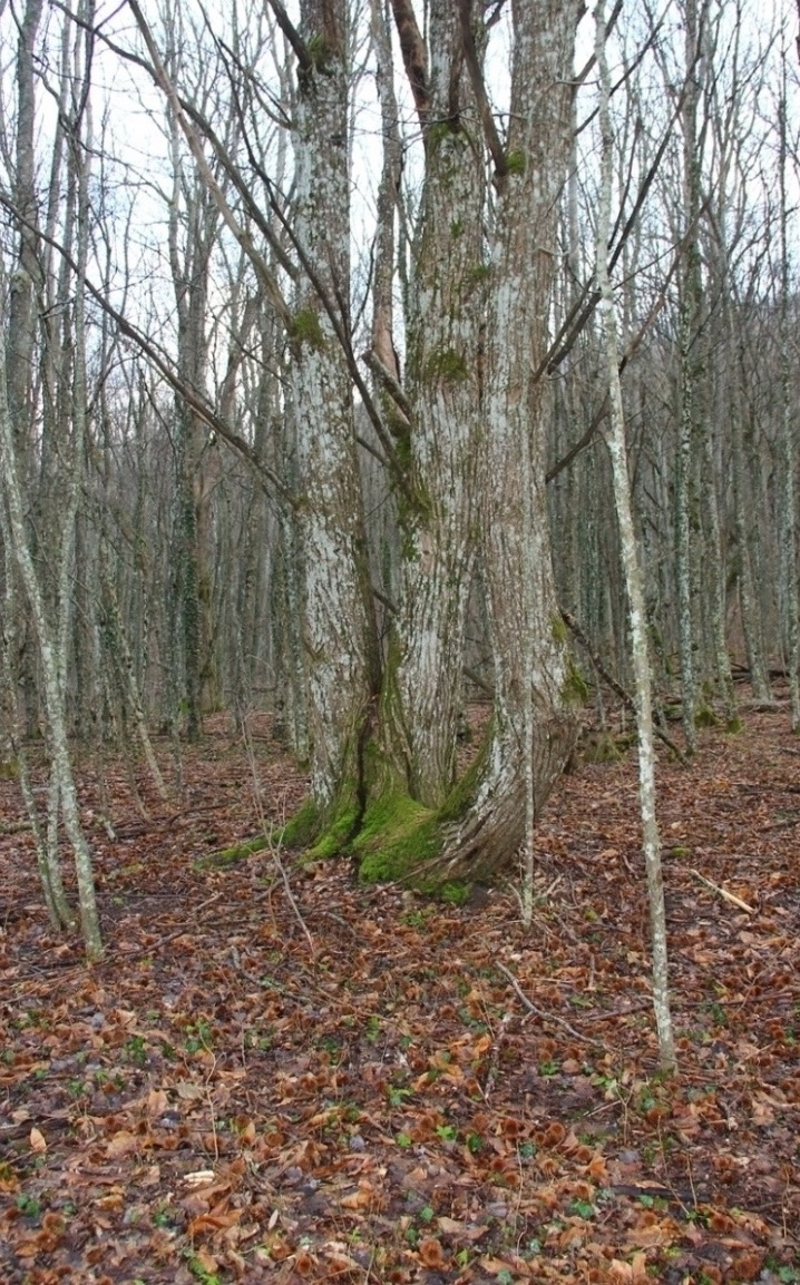 Изображение особи Castanea sativa.