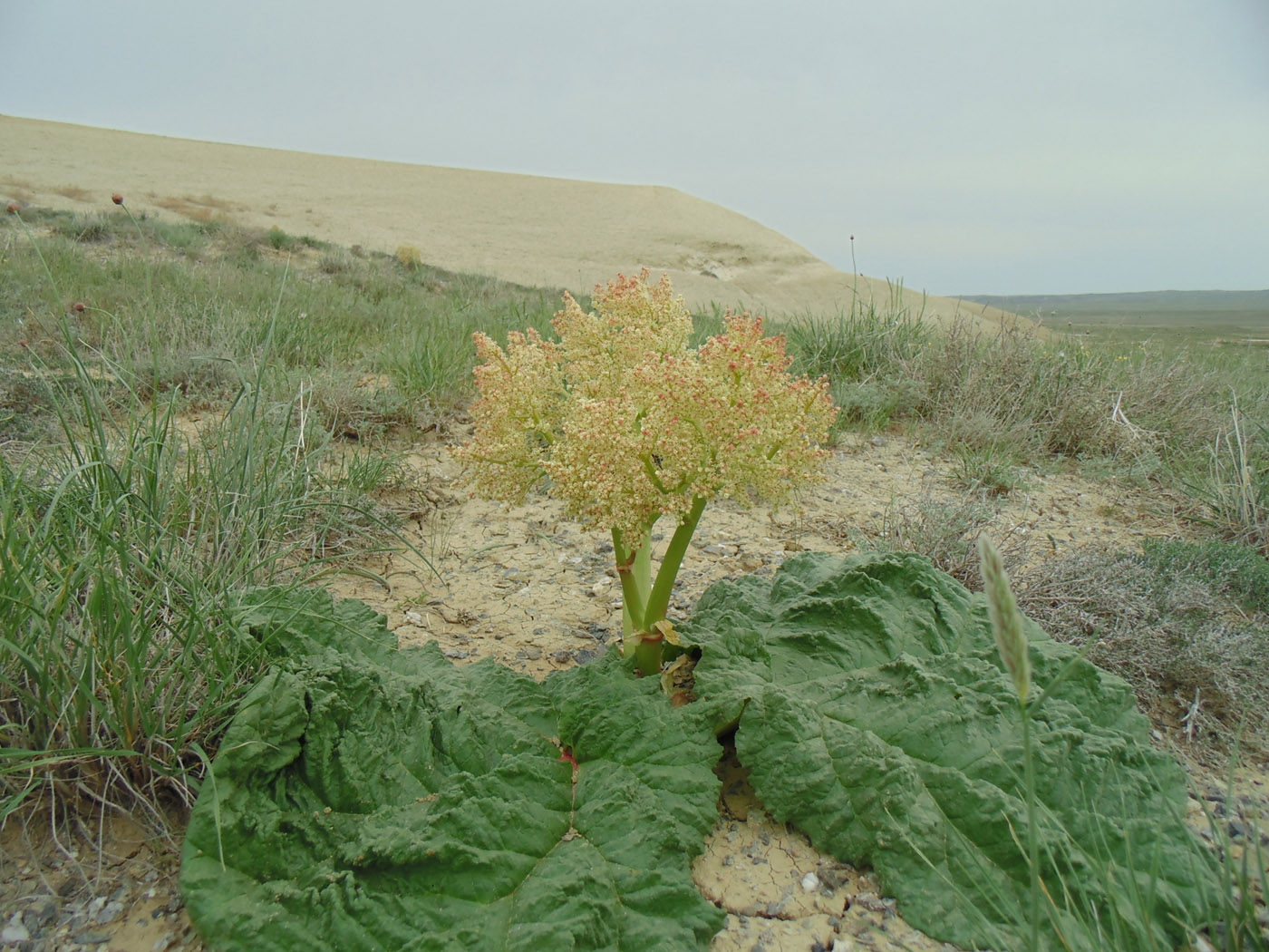 Image of Rheum tataricum specimen.