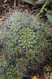 Mammillaria compressa