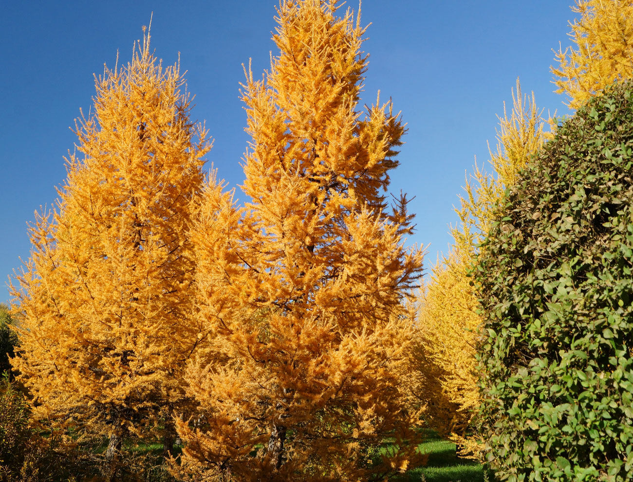 Изображение особи Larix sibirica.