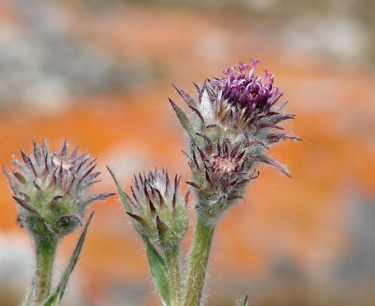 Image of Saussurea schanginiana specimen.
