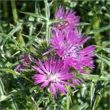 Galactites tomentosus