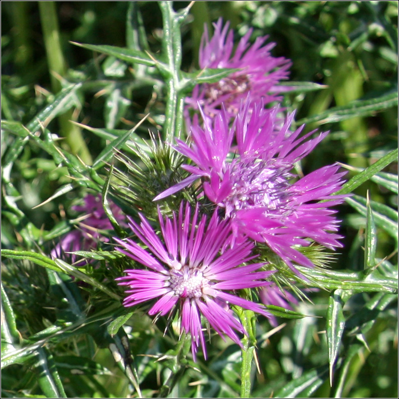 Изображение особи Galactites tomentosus.