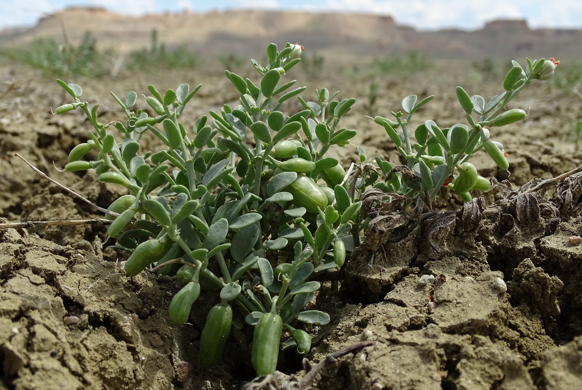 Изображение особи род Zygophyllum.