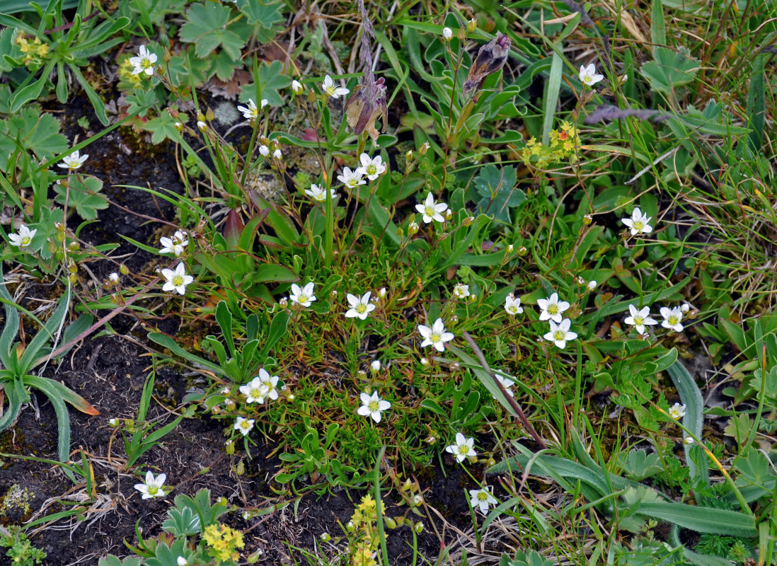 Image of Minuartia oreina specimen.