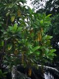 Lophanthera lactescens. Верхушки ветвей с соцветиями. Малайзия, Куала-Лумпур, в культуре. 13.05.2017.