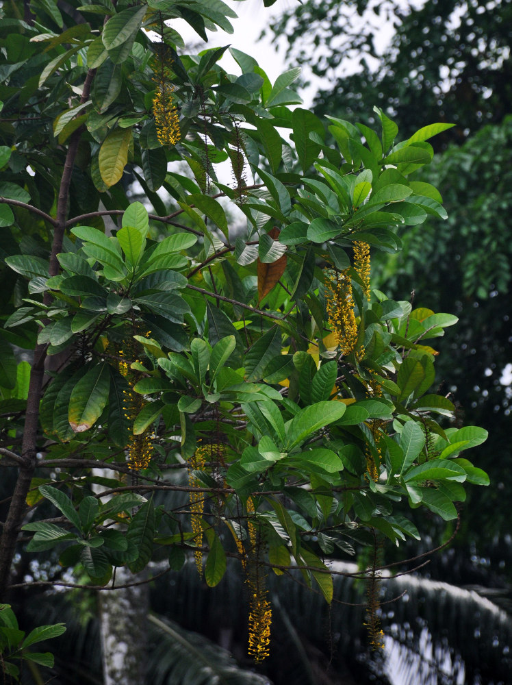 Image of Lophanthera lactescens specimen.
