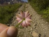 Astrantia maxima. Соцветие (вид снизу). Кабардино-Балкария, Эльбрусский р-н, склон г. Чегет, субальпийский луг. 06.08.2012.