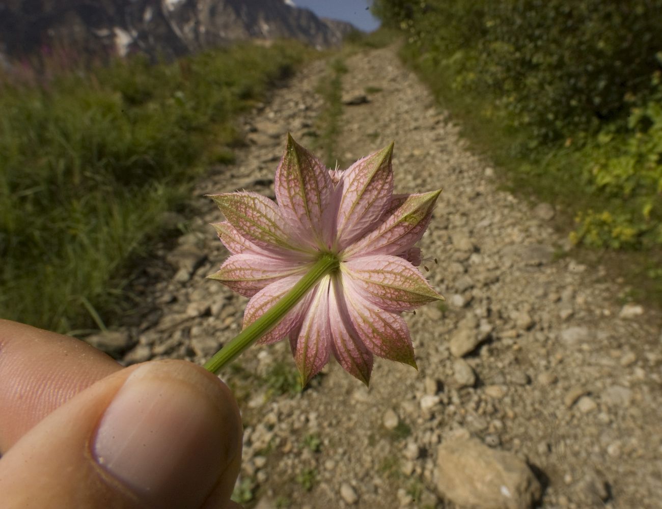 Image of Astrantia maxima specimen.