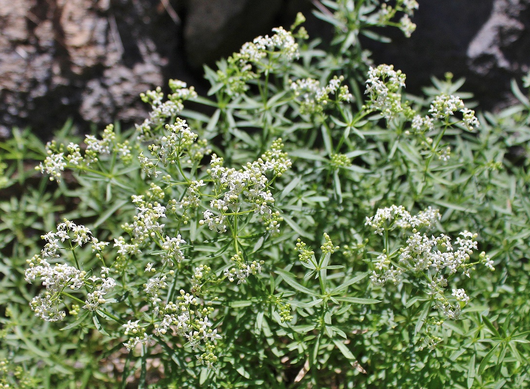 Image of Galium hyrcanicum specimen.