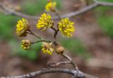 Cornus mas. Часть ветки с раскрывшимися цветочными почками. Москва, Воробьевы горы, Ботанический сад МГУ, альпинарий, в культуре. 14.04.2017.