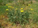 Achillea filipendulina