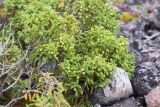 Juniperus sibirica. Часть кроны с незрелыми шишкоягодами. Кольский п-ов, Кандалакшский берег Белого моря, каменистая коса. 21.07.2017.