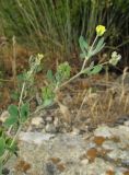 Medicago meyeri. Верхушки цветущих и плодоносящих побегов. Крым, окр. Феодосии, Курортное, скалистая вершина Мулла-Абдул-Вали, выход известняка. 22 мая 2018 г.