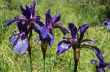 Iris sibirica