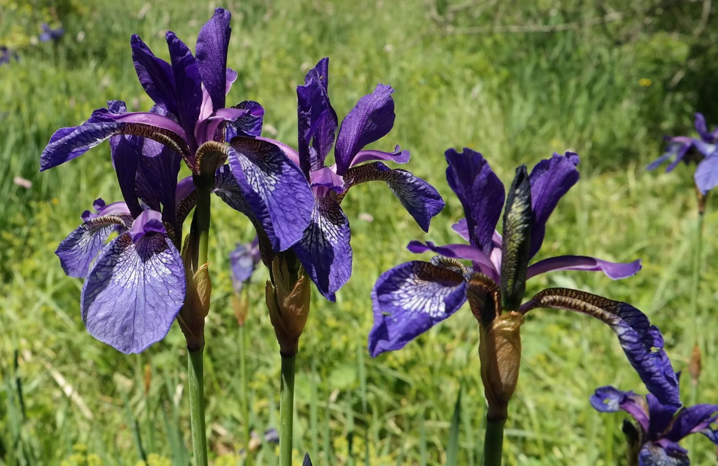 Изображение особи Iris sibirica.