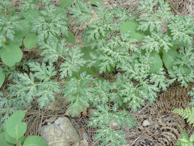 Изображение особи Physospermum cornubiense.