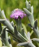 Ruschia perfoliata