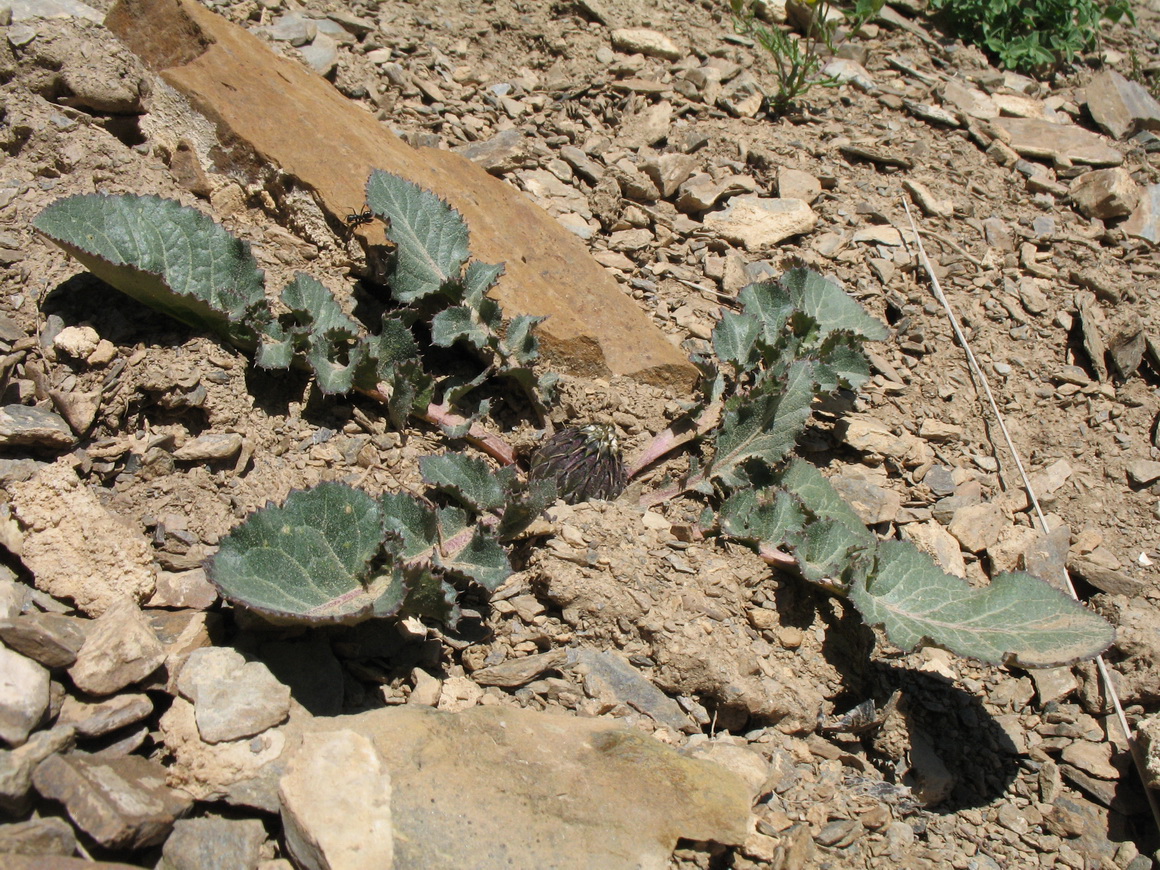 Изображение особи Klasea lyratifolia.