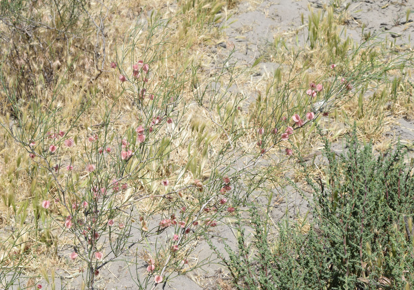 Image of genus Calligonum specimen.