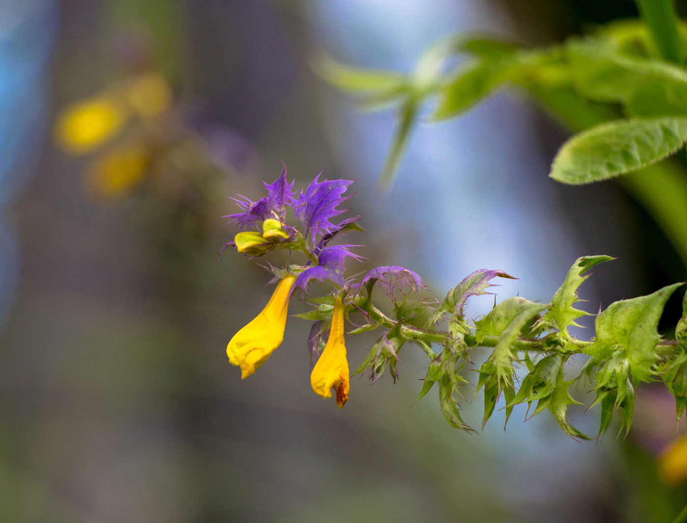 Image of Melampyrum nemorosum specimen.