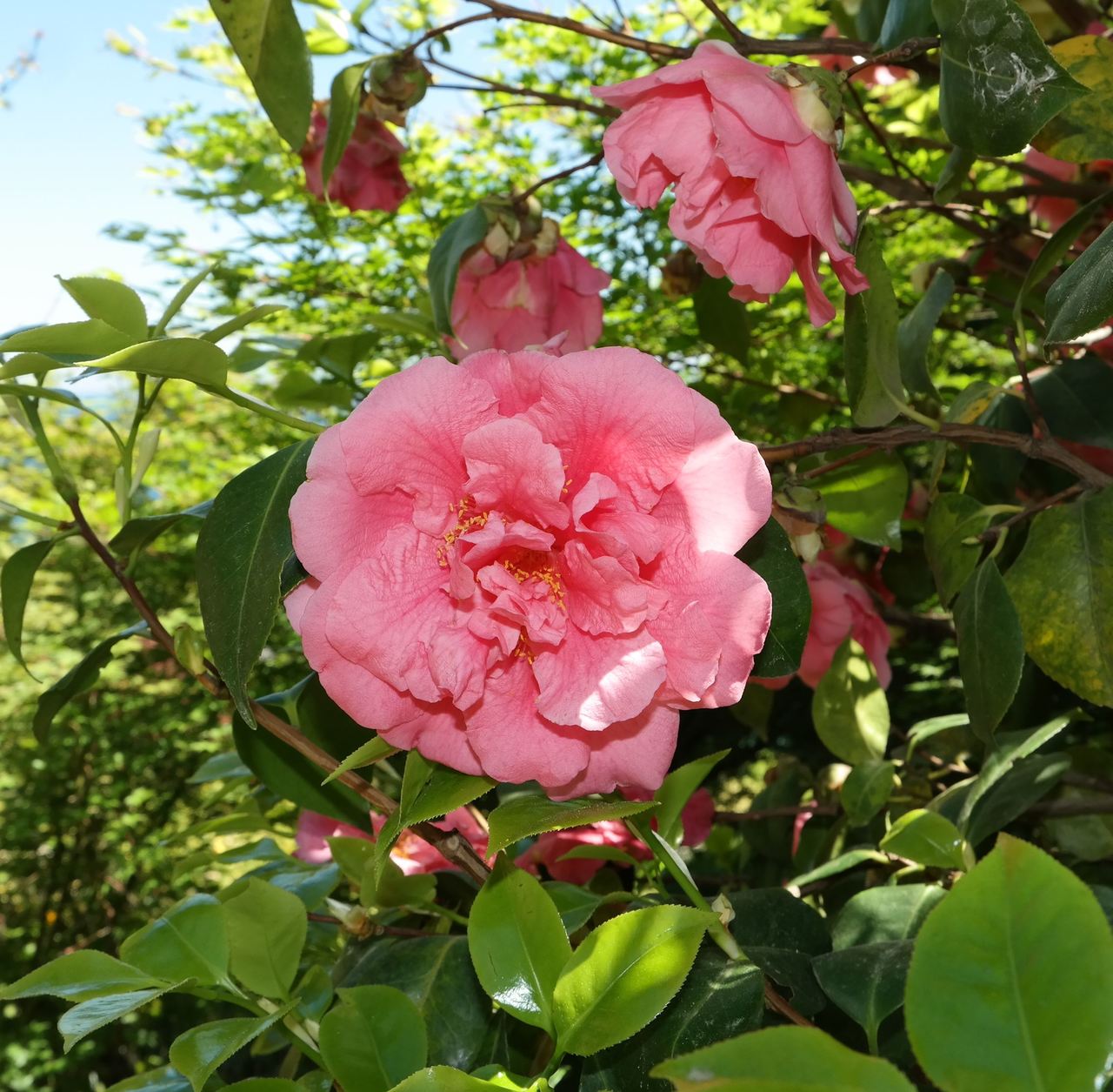 Image of Camellia japonica specimen.
