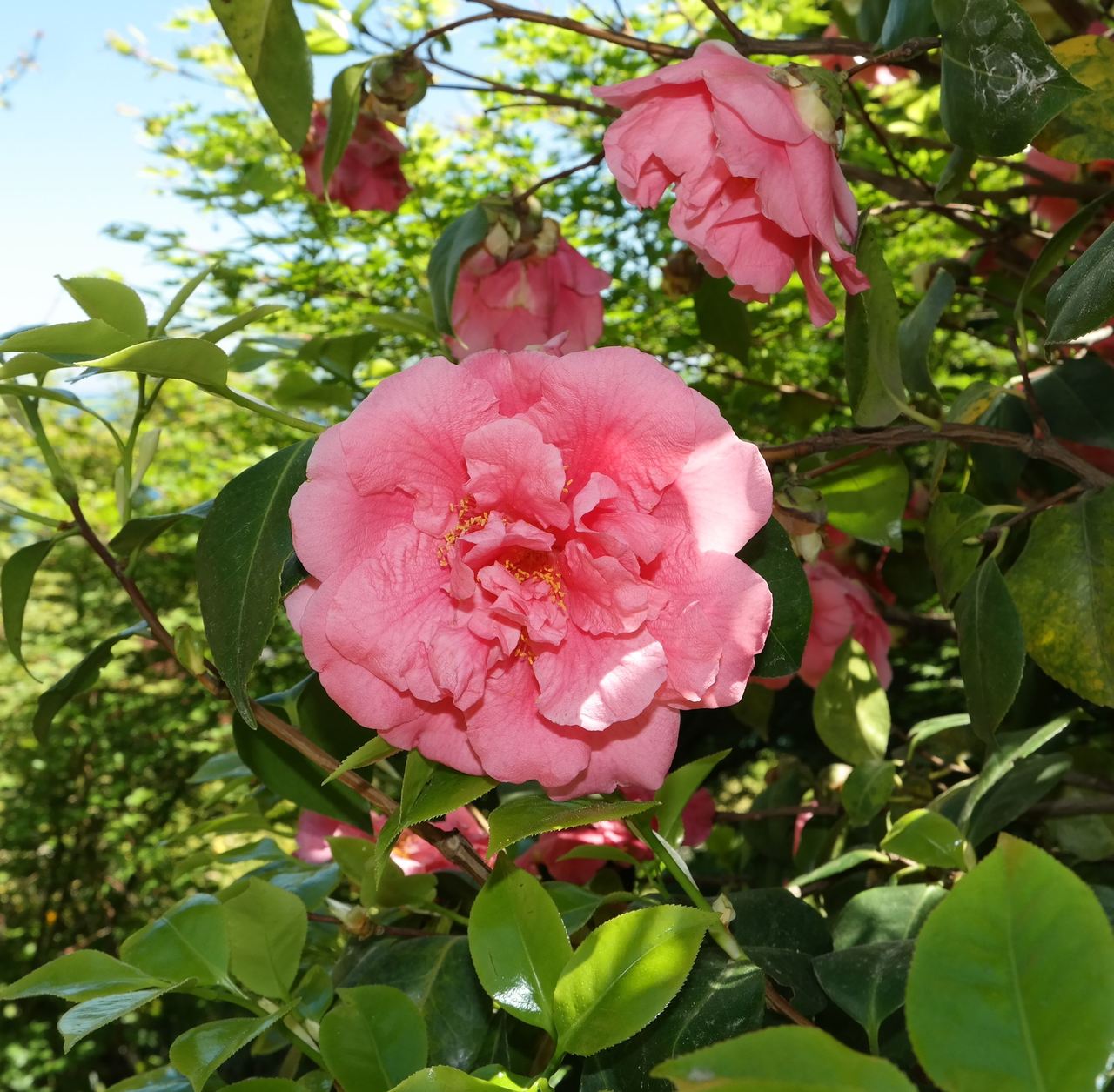 Изображение особи Camellia japonica.