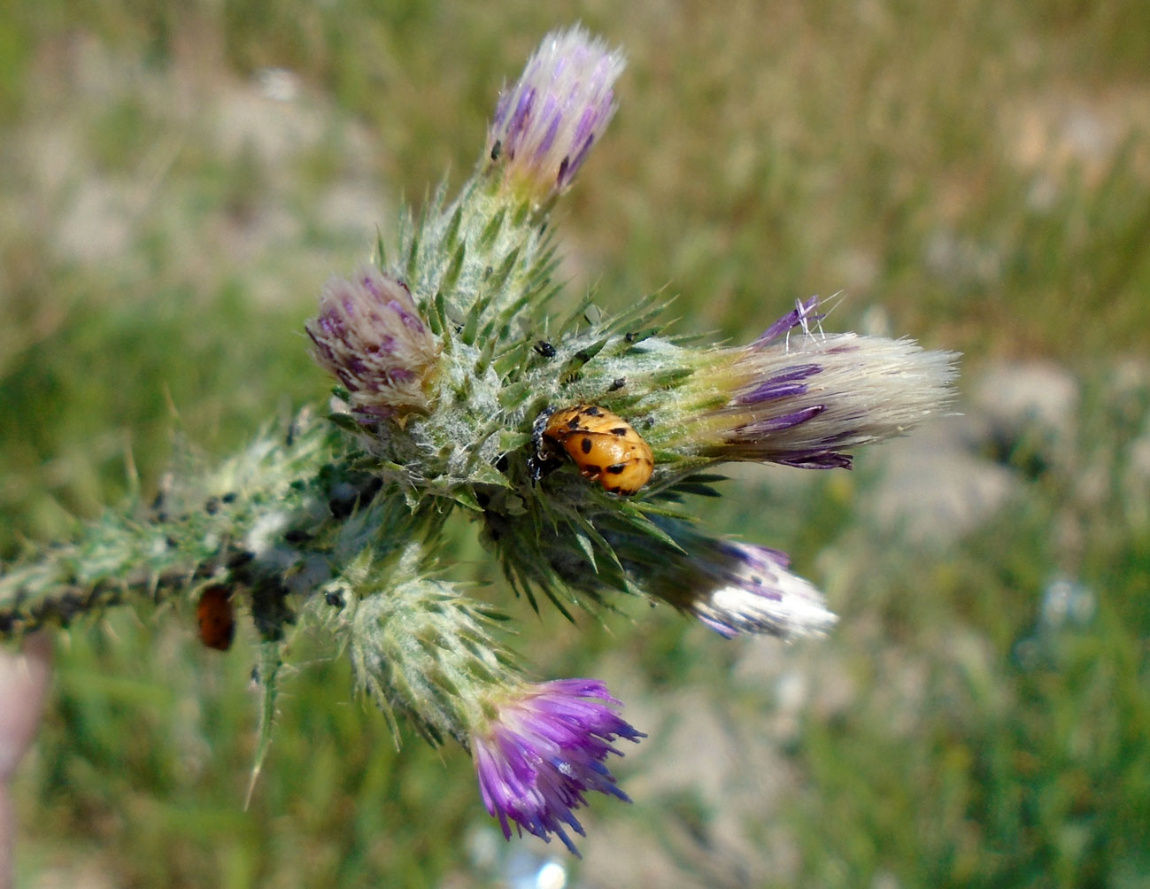 Image of Carduus arabicus specimen.