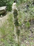 Asphodeline taurica. Соплодие. Южный Берег Крыма, Ялта, ущелье Уч-Кош. 06.06.2010.