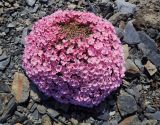 Douglasia ochotensis