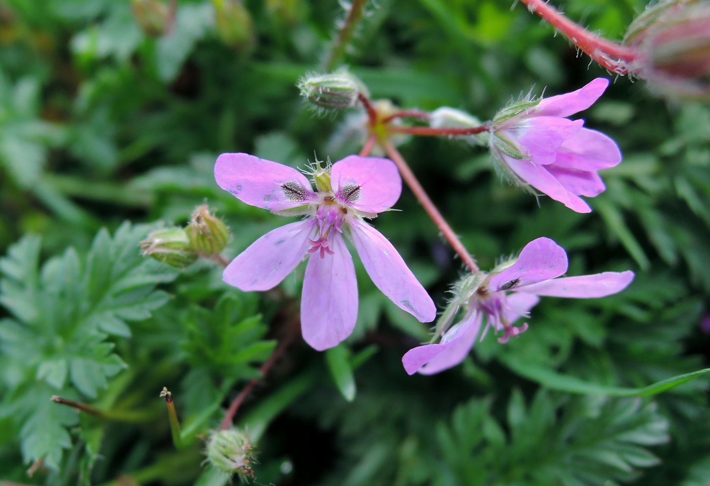Image of Erodium cicutarium specimen.
