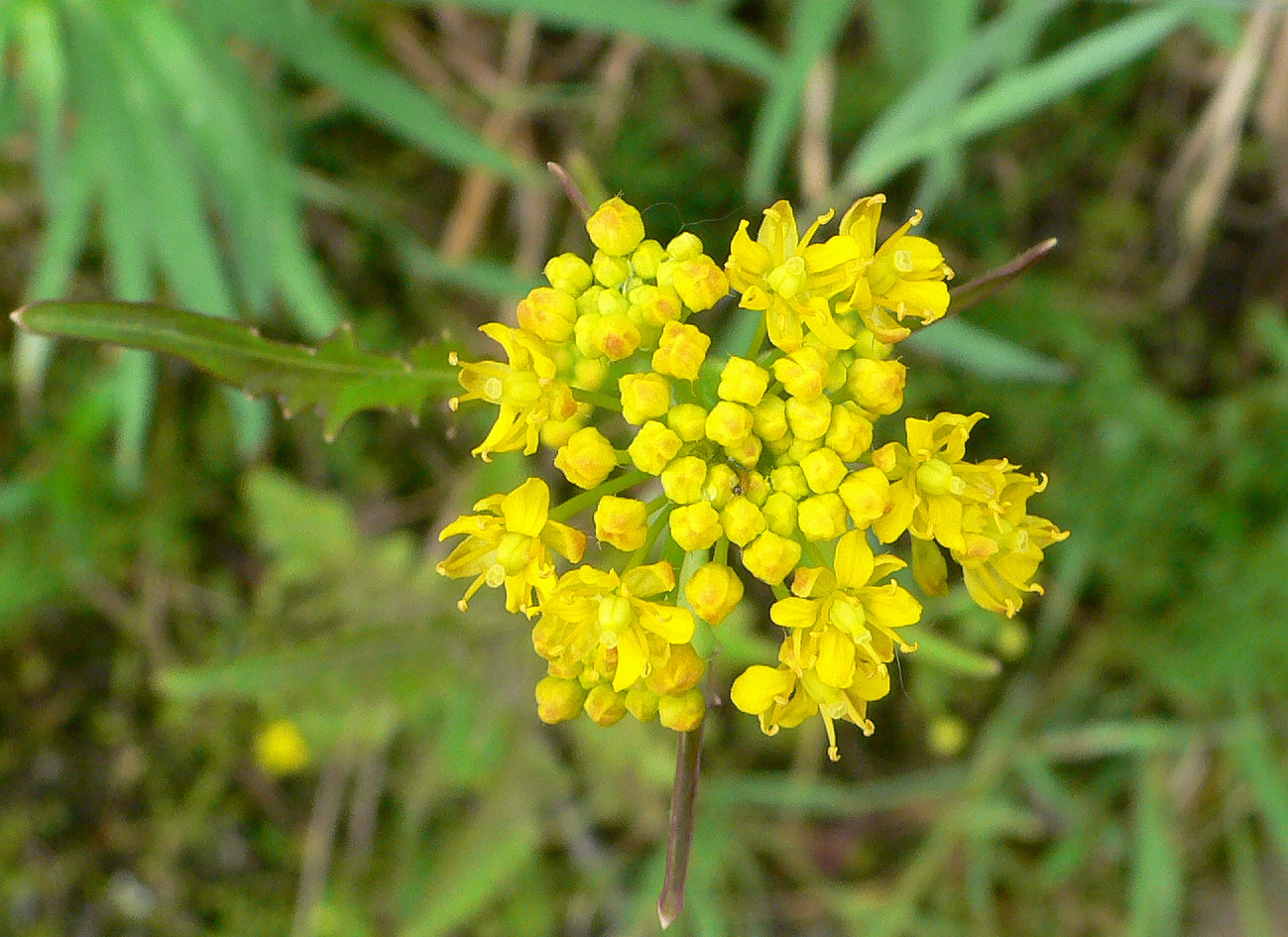 Image of Rorippa barbareifolia specimen.