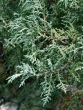 Juniperus turkestanica