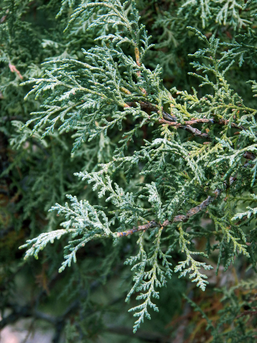 Image of Juniperus turkestanica specimen.