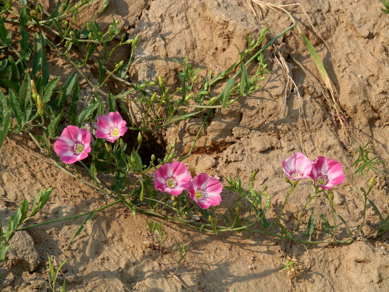 Изображение особи Convolvulus chinensis.