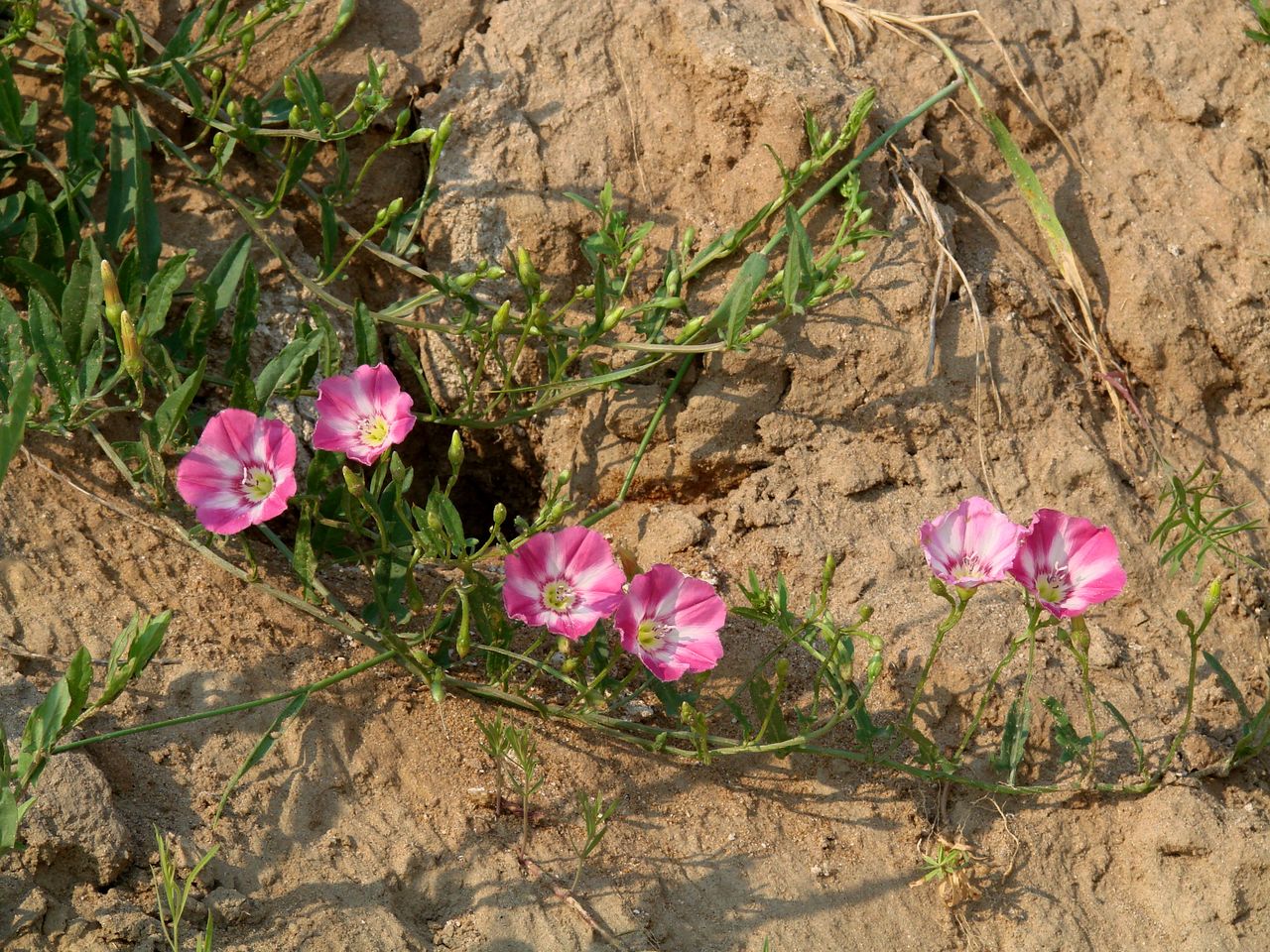 Image of Convolvulus chinensis specimen.