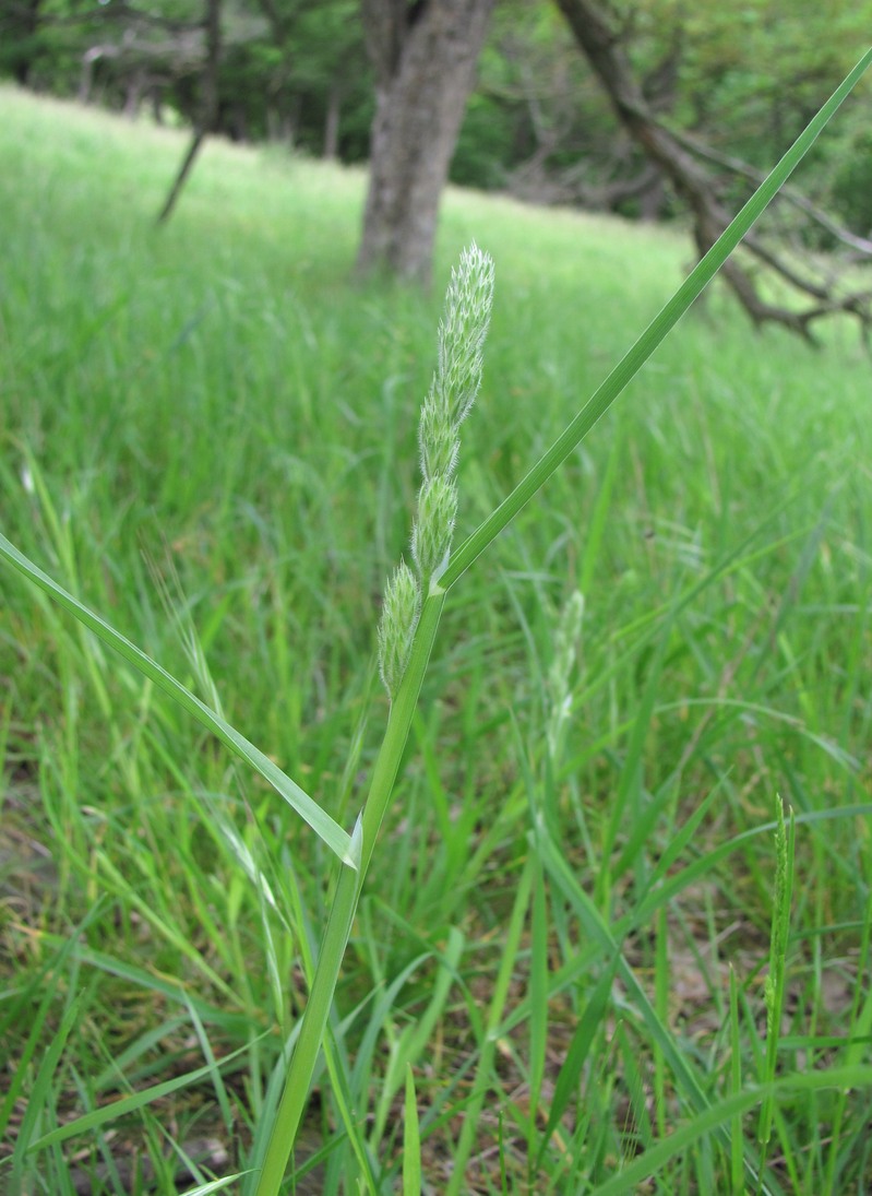 Изображение особи Dactylis hispanica.