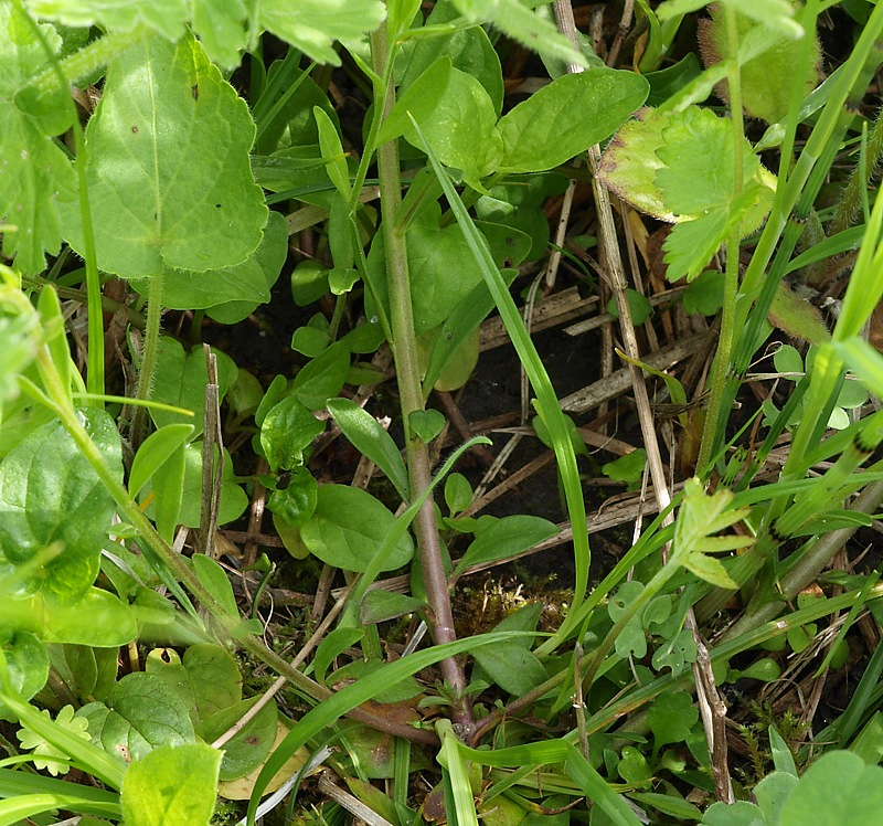 Image of Polygala vulgaris specimen.