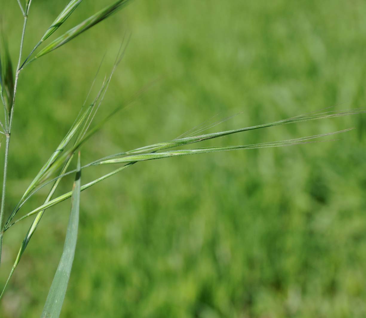 Image of Anisantha rigida specimen.
