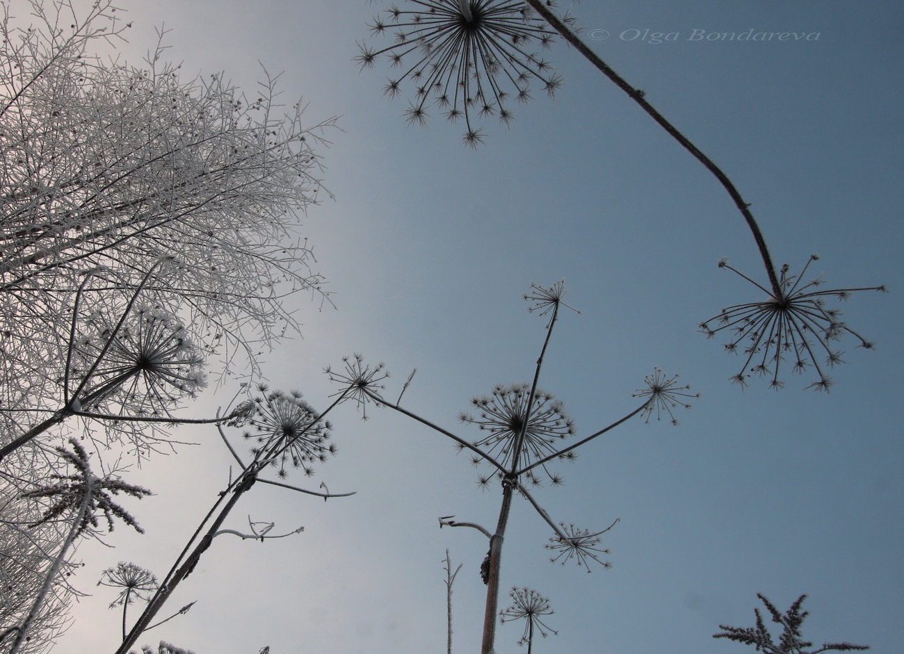 Image of Heracleum sosnowskyi specimen.