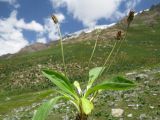 Plantago griffithii. Выкопанное цветущее растение (надземная часть). Таджикистан, Гиссарский хребет, верх. р. Зидды, ≈ 3000 м н.у.м., сырой альпийский луг. 13.06.2018.